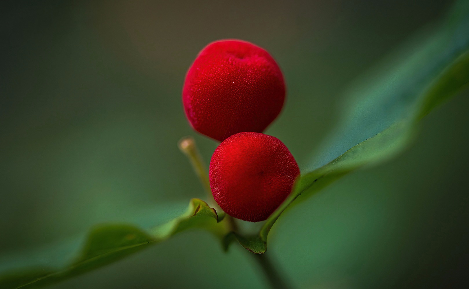 Two red berries on green leaves